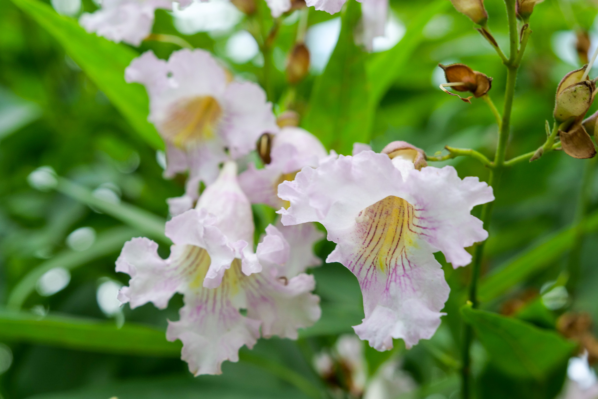 Chitalpa Tashkentensis Summer Bells Chitalpa Taskentensis Summer chitalpa-tashkentensis-summer-bells-chitalpa-taskentensis-summer